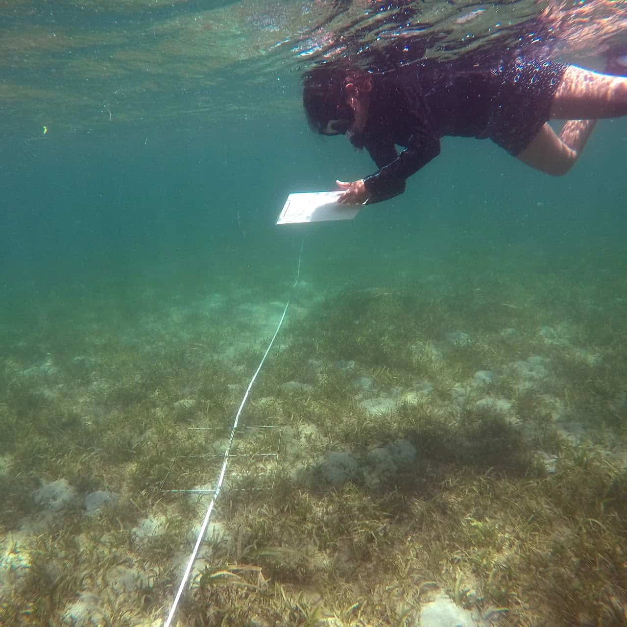 Coral monitoring