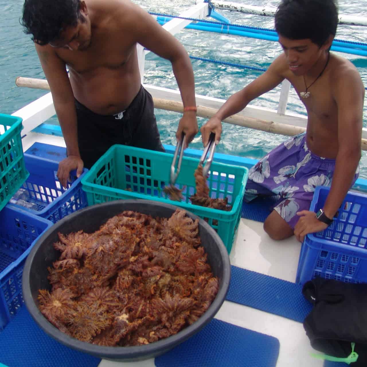 COT Collection in Lalutaya