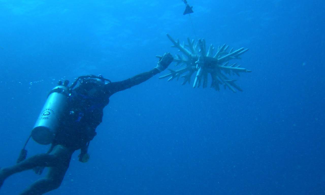 Underwater Coral Restoration