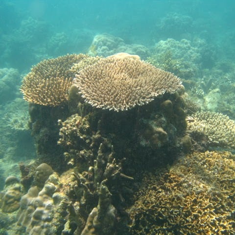 Coral reef ecosystem
