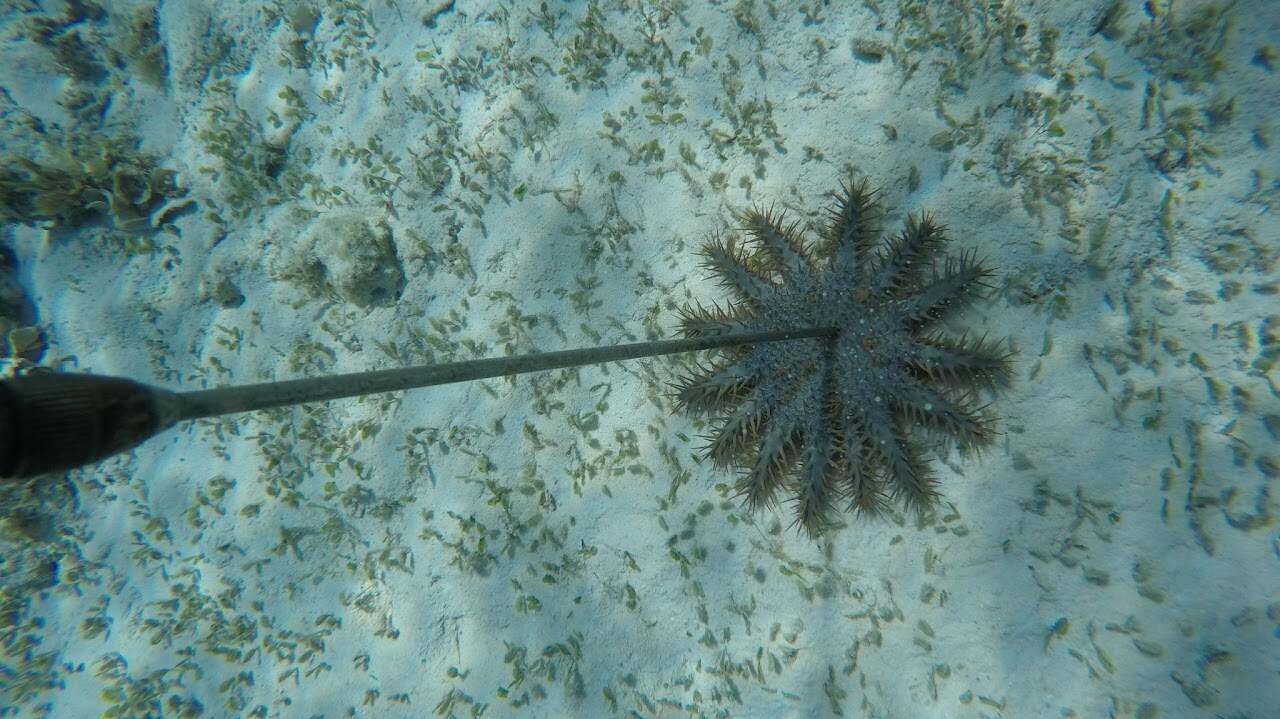 Green Fins and COTS Control Orientation