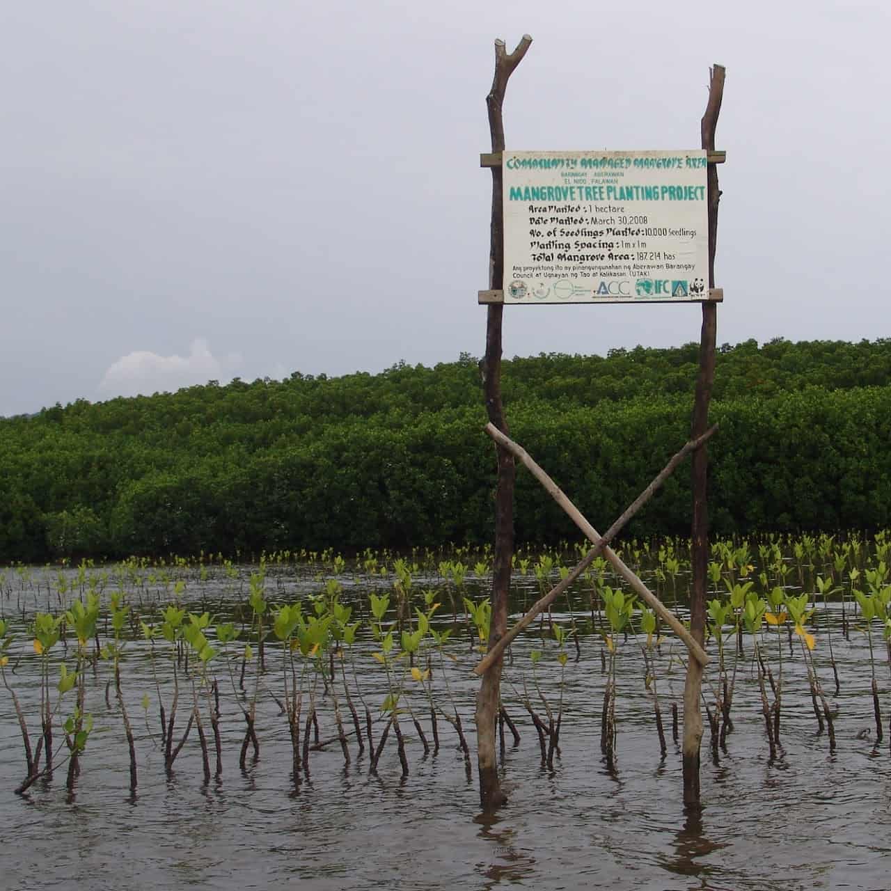 Mangrove monitoring in Aberawan