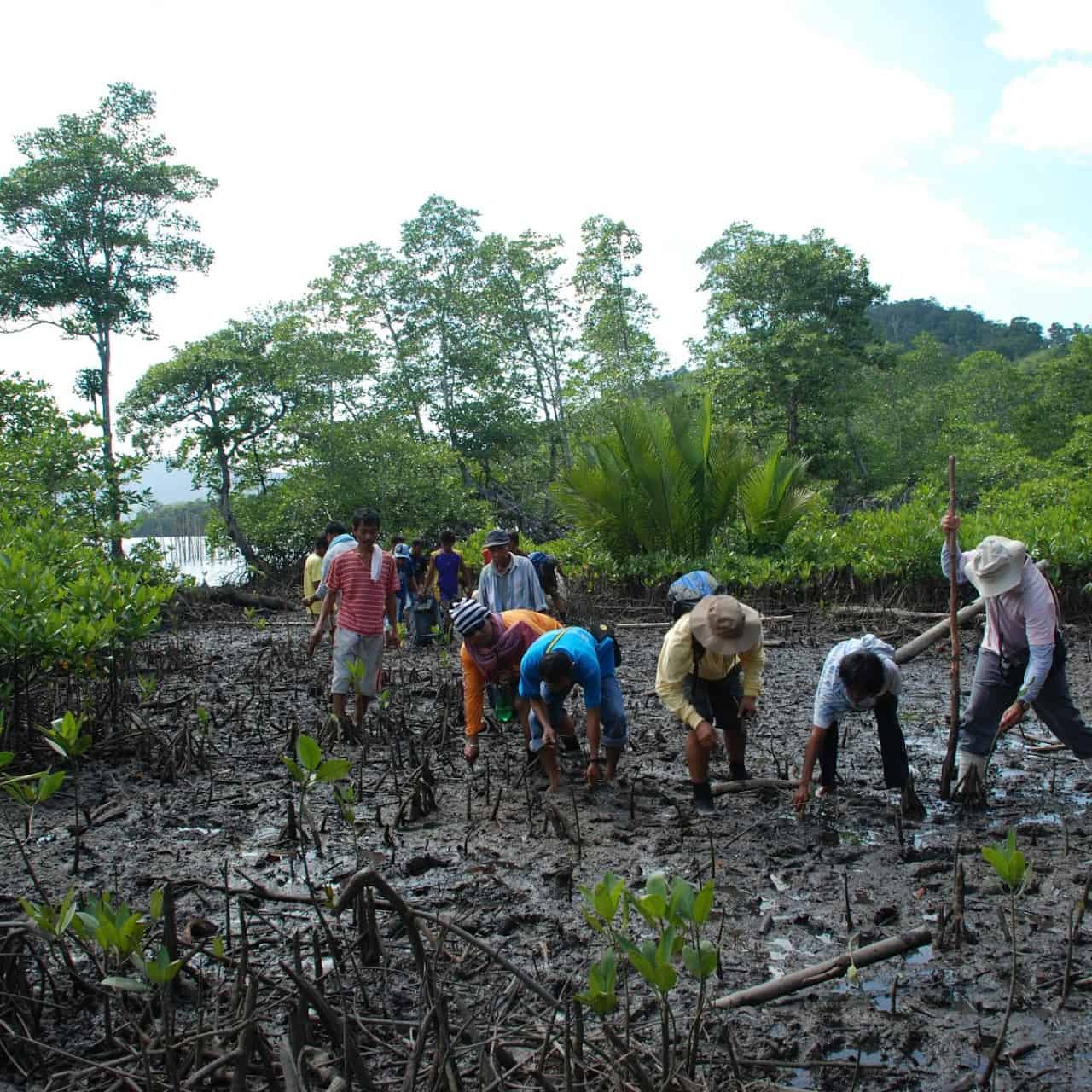 Mangrove planting in Bagong Bayan