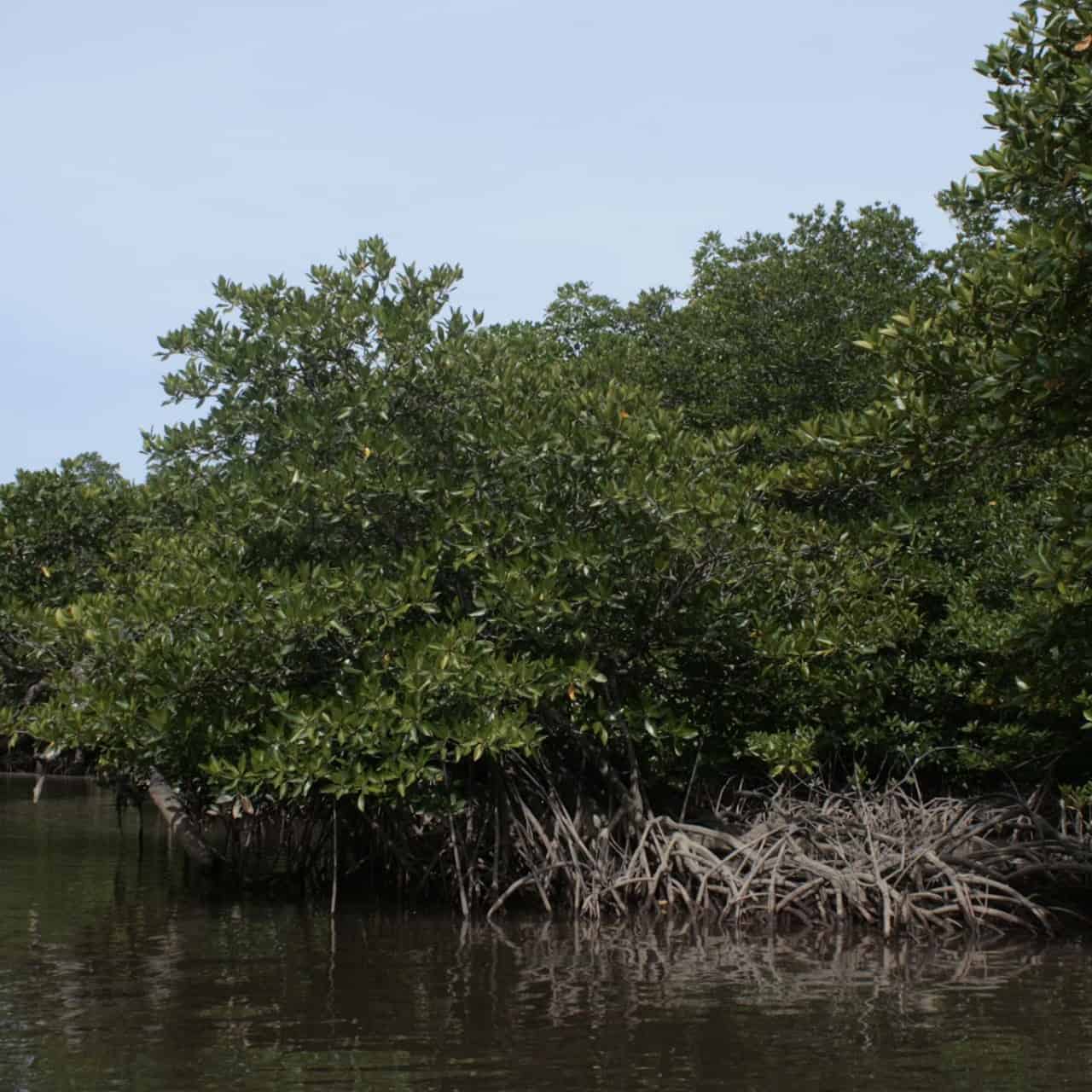 Mangrove survey in Danat Manlag