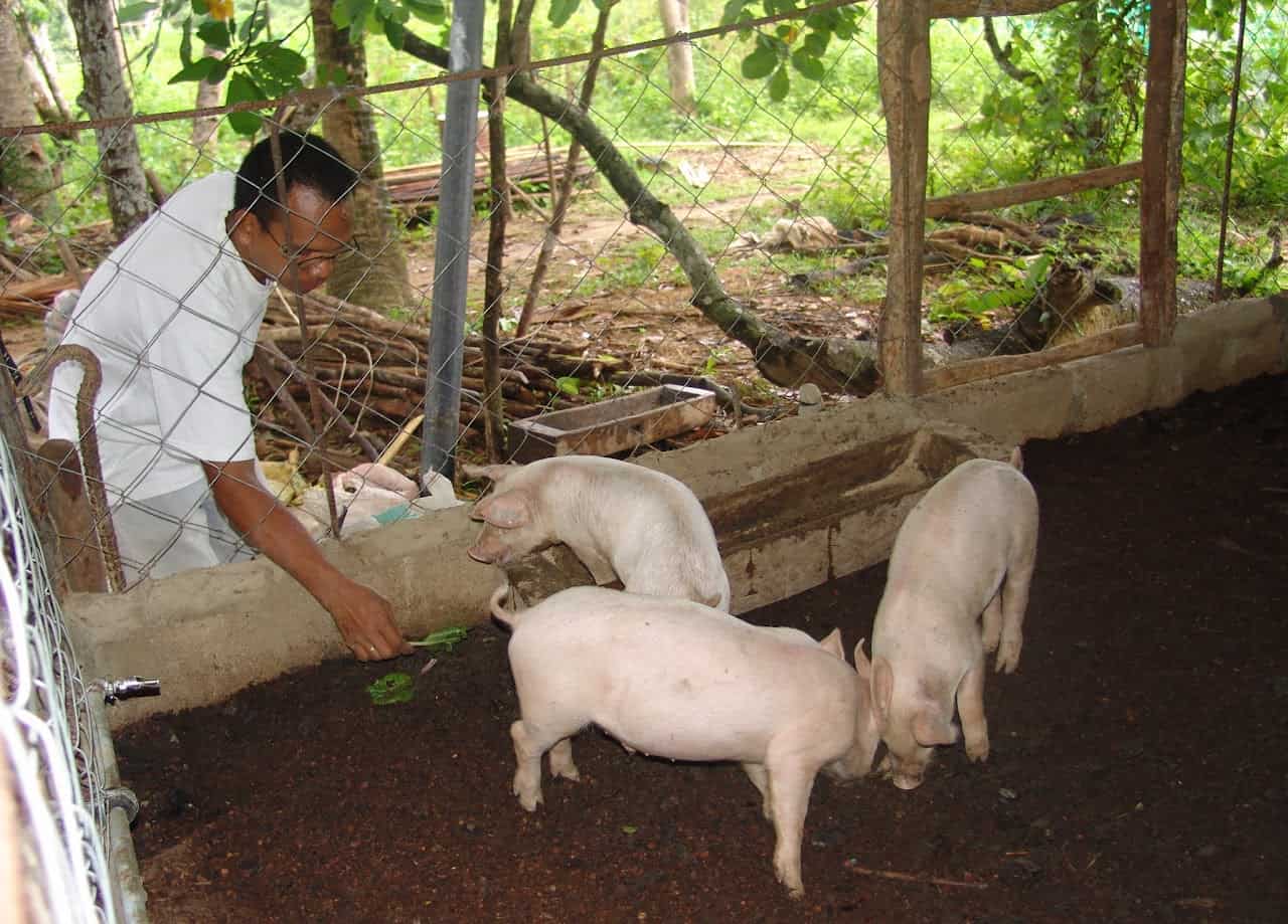 Organic pig fattening