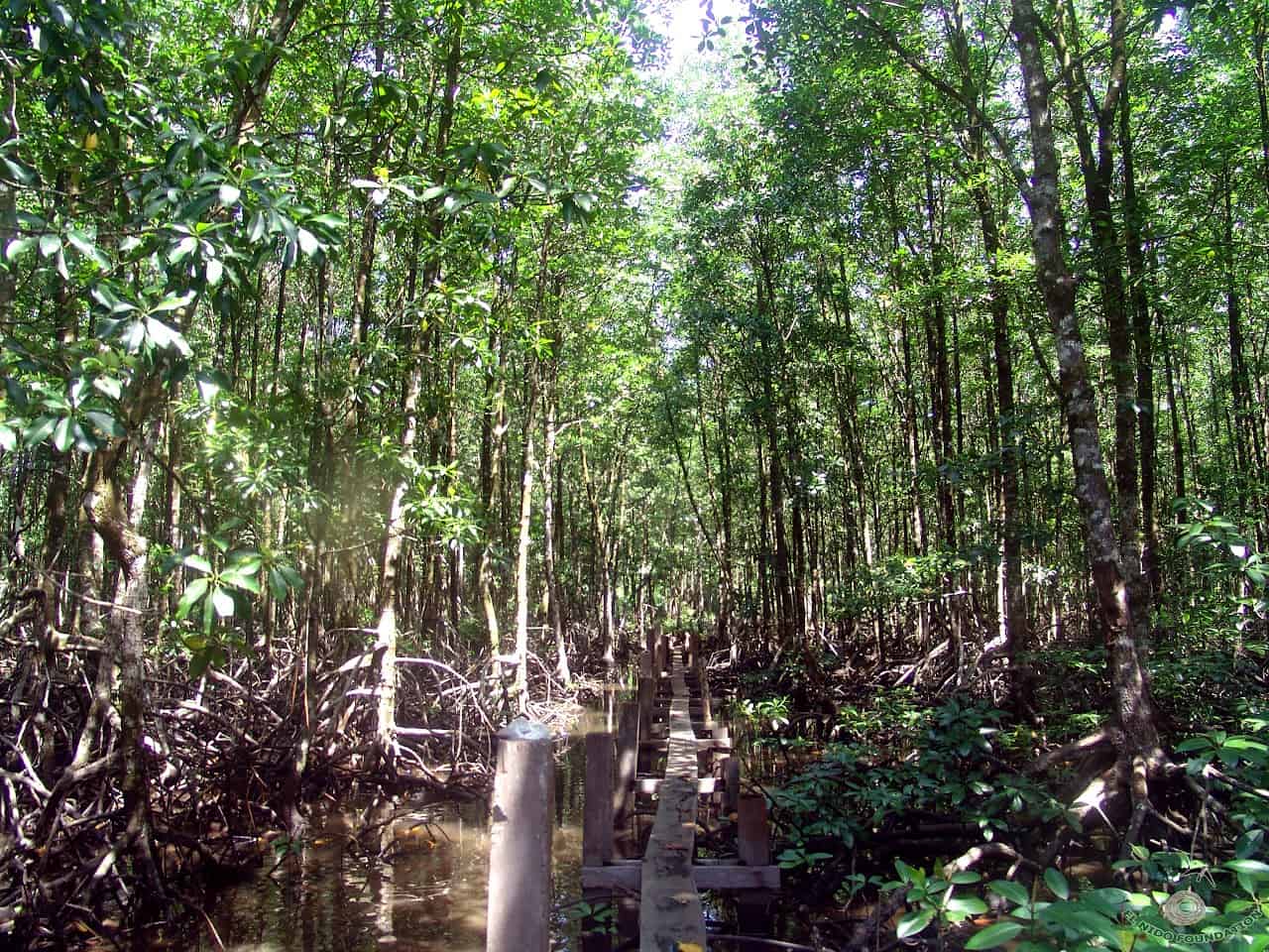 Mangrove forest